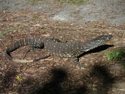 Goanna (sand monitor) in our camp