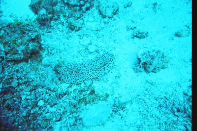 Leopard sea cucumber