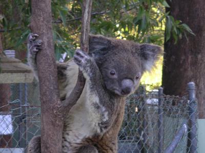 Injured and sick koalas