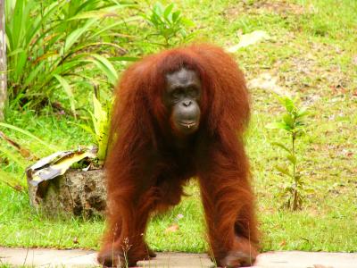 Orang utan means man of the forest