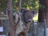 Injured and sick koalas