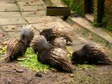 Porcupines