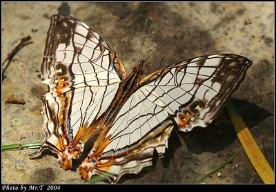 潺 Common Mapwing (Cyrestis thyodamas)