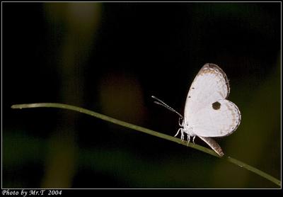 ¤Yǽ Forest Quaker (Pithecops corvus)