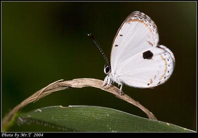 ¤Yǽ Forest Quaker (Pithecops corvus)