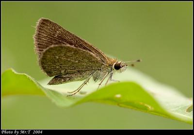 ܾ˽ Pigmy Scrub Hopper (Aeromachus pygmaeus)