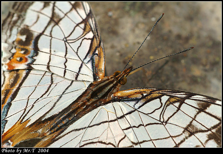 潺 Common Mapwing (Cyrestis thyodamas)