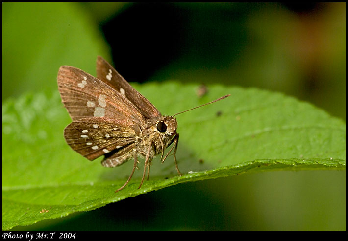 Y˽ Shiny-spotted Bob (Isoteinon lamprospilus)