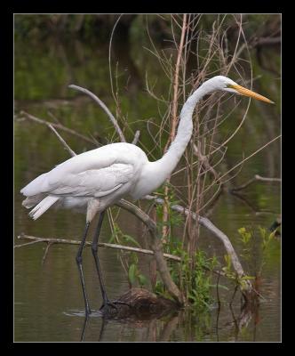 u46/mreilly01/medium/29756300.egret10.jpg