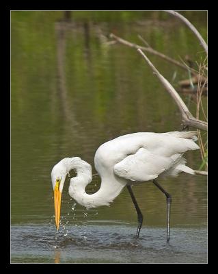 u46/mreilly01/medium/29756301.egret11.jpg