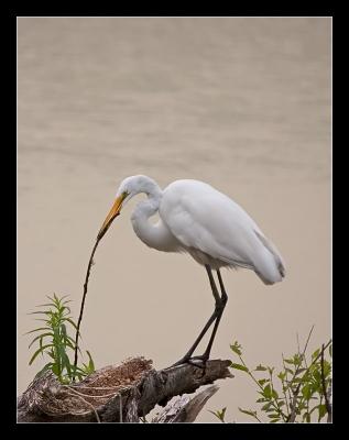u46/mreilly01/medium/29756302.egret2.jpg