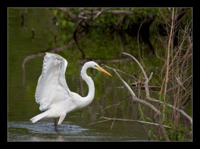 u46/mreilly01/medium/29756304.egret4.jpg