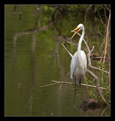 u46/mreilly01/medium/29756305.egret5.jpg