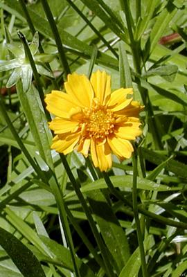 A yellow flower.jpg(162)
