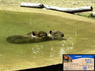 capybara.jpg