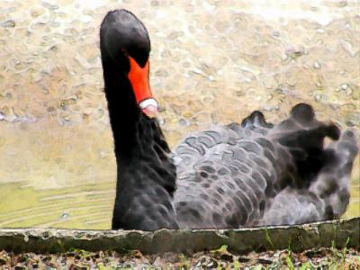The Black Swan.jpg(321)