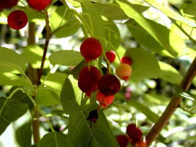 Berries on a tree.jpg(148)