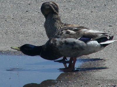 Ducks drinking from a water puddle.jpg(240)