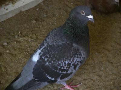 Pigeon 1.jpg(154)