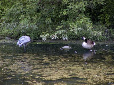 Sandhill Crane  Geese.jpg(367)