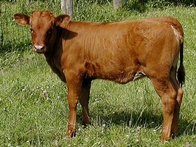 Young calf.jpg(194)