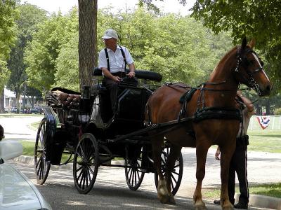 Horse  black carriage.jpg(566)