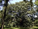 228+ year old Bur Oak.jpg(252)