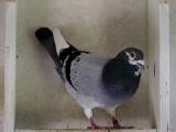 Pigeon 2.jpg(263)