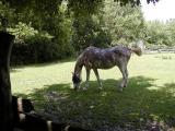 Horse.jpg(167)
