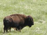 Bison (buffalo)