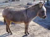 Wooly burro.jpg(277)