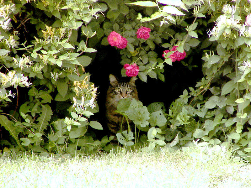 Peek a boo i see you.jpg(116)