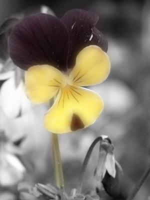 Soft to the touch by ph0t0man