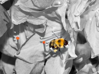 Bumblebee Splash by Ingo Rautenberg