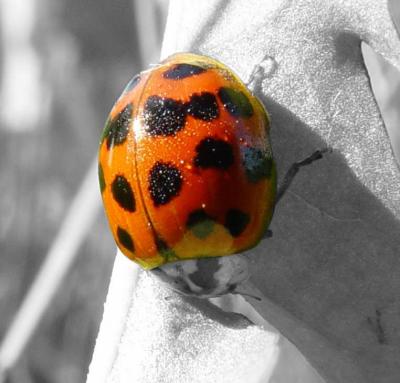 Ladybug by Carmen