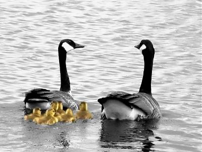 Momma's boysbydave v