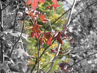 leaves1 by ???