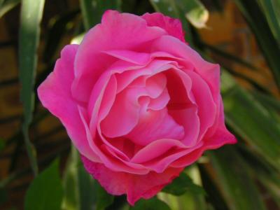 Roses are....by Dimz