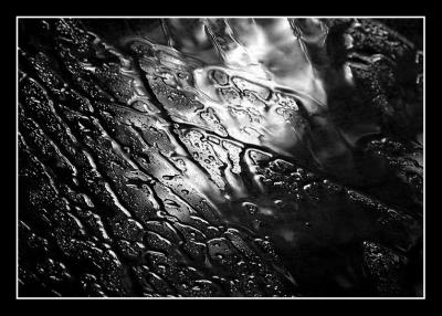 Windshield by Fred