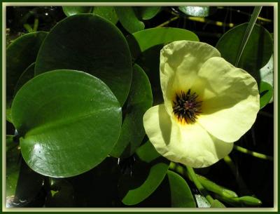 Flower Power Original - Tom