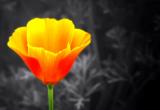 California Poppy by Mattana