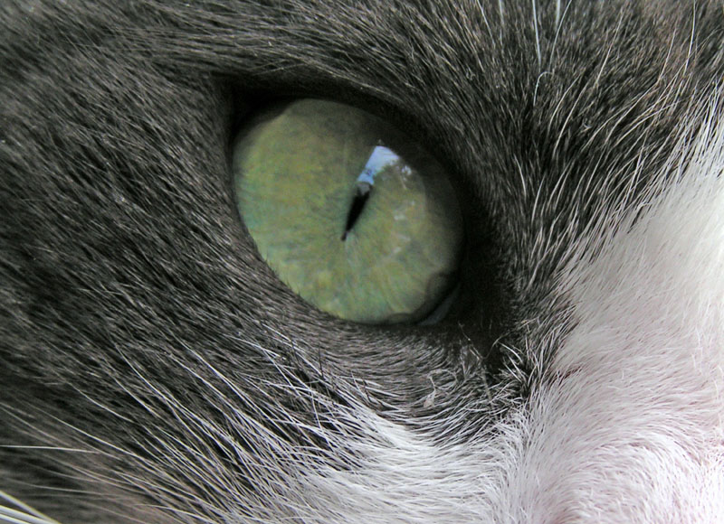 Eye to Eye by Linda Grouell