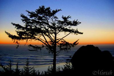 Sunset Spruce