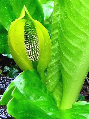 Skunk Cabbage (02-20-05)