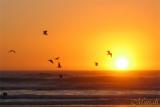 Sunset Gull Dance