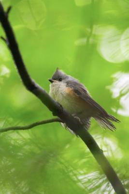 Baby Titmouse