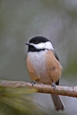 Black-capped Chickadee