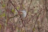 White-throated Sparrow