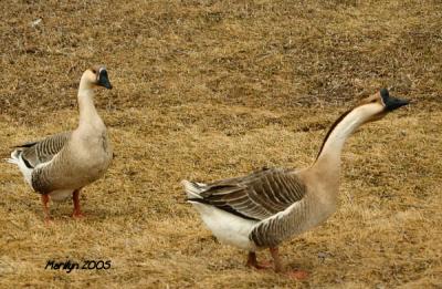 'come on .. this way!!! '