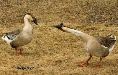 'and then, ... can you believe, she said ... !!!'